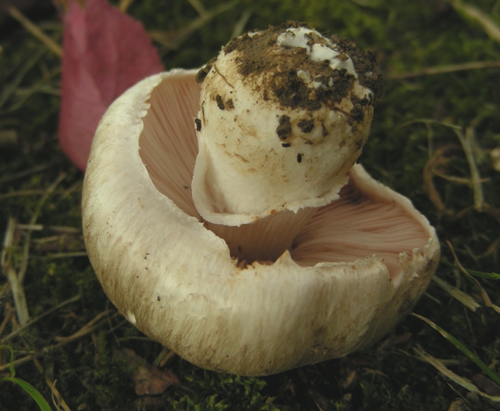 Agaricus bresadolanus?